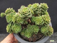 누다군생대품0750 다육식물