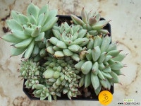 원종자라고사철화및생얼60 다육철화