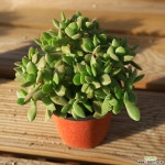 워터메리 1008-26 다육식물