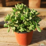 워터메리 1008-26 다육식물