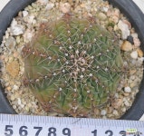 gymnocalycium  asterium    봉두 선인장