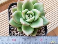 링고스타 697 다육식물