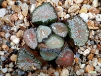 대경만상 47- 하월시아