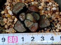 대경만상 47- 하월시아