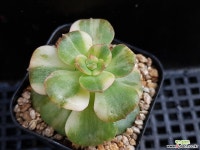 니크셔나금213 다육금