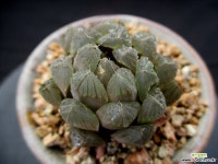 자옥로 10-411 하월시아