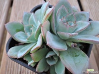 누와라엘리야군생 (68) 다육식물