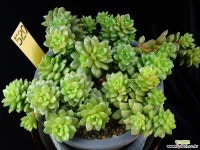 리틀쨈금 520 다육금