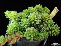 리틀쨈금 520 다육금