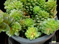 리틀쨈금 398 다육금