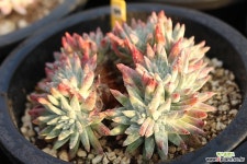 화이트그리니 961013 두들레야