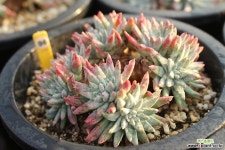 화이트그리니 961013 두들레야