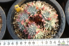 화이트그리니 961013 두들레야