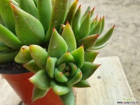 레몬트리 7801 1001 다육식물