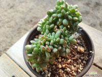 탱고철화 11.25 1004 다육식물