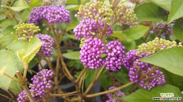 천진주-천상의열매월동 대품 공기정화식물