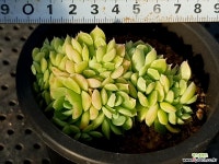 산체스마요라데 55-471 다육식물