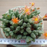 축전 다육식물