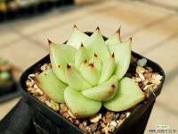 슈퍼클론실생 32-399 다육식물