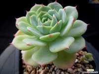 샤올리나 10-476 다육식물