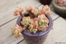 라울 951016 다육식물