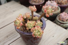 라울 951016 다육식물