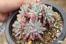 화이트그리니 목대자연군생 401016 두들레야