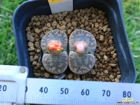 가11_ lesliei ssp. 리톱스/메셈