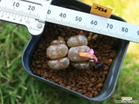 가34_ conophytum pellucidum 리톱스/메셈