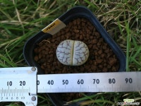 가42_ C394 gracilidelineata ssp. brandbergensis 리톱스/메셈