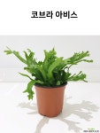 아스플레니움 코브라아비스 초본류