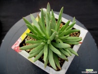 파키포리아 10-557 두들레야