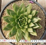 오리지널 호주트로이(20센티) 다육식물