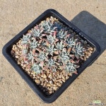 화이트그리니 다육식물