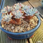 화이트그리니 다육식물