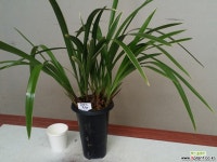 동양란.옥화.(동양란의대표적인 난).체가 예쁩니다.9촉.상태굿. 기타 동양란