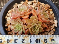 스카이로즈 1020-11 다육식물