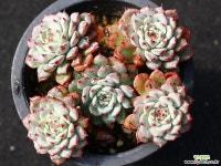 화이트미니마 적심군생 S0335 다육식물