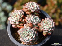 화이트미니마 적심군생 S0335 다육식물