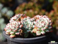 화이트미니마 적심군생 S0335 다육식물