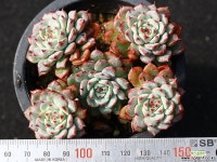 화이트미니마 적심군생 S0335 다육식물