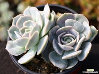 블루서프라이즈 군생 S0466 다육식물