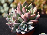 샴페인 군생 S0551 다육식물