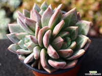 샴페인 군생 S0551 다육식물