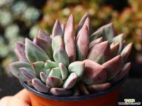 샴페인 군생 S0551 다육식물