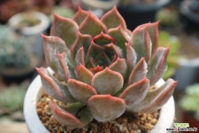 요즘값나가는누구랑닮은 묵은피아세븐 다육식물