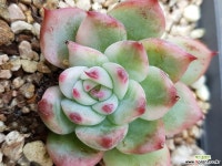 치와와금 다육금