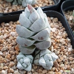 아이보리타워(6) 다육식물