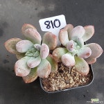 1023-810 천원상품