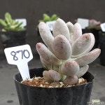 1023-870 천원상품